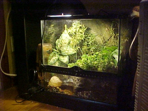 pacman frog tank size