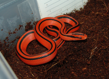 King and Milk Snake Morphs - Page 2 - sSNAKESs : Reptile Forum