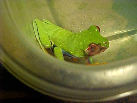 health: red eyed tree frogs - BambooZoo