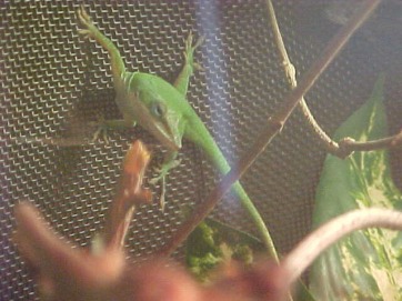 Feature: Green Anoles - BambooZoo